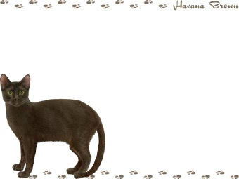 ハバナ ブラウンの年賀状／非商用無料イラスト