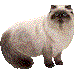 ヒマラヤン・アイコン