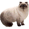 ヒマラヤン・あいこん