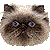 ヒマラヤンのサムネイル