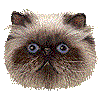 ひまらやんのあいこん