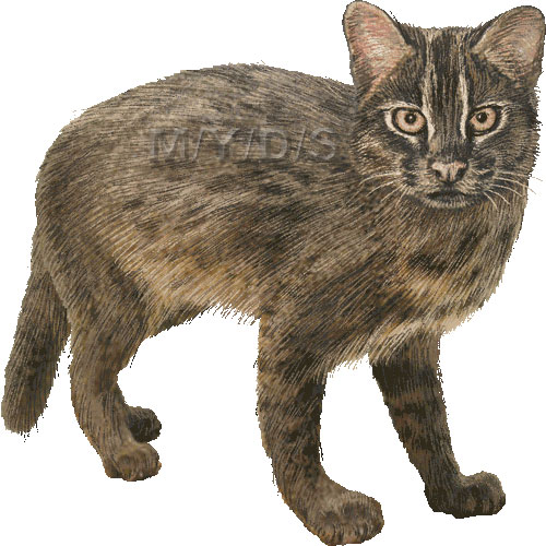 （西表山猫）イリオモテヤマネコのイラスト／条件付フリー素材集