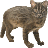 いりおもてやまねこのあいこん