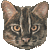 Iriomote Cat thumbnail