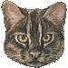 イリオモテ山猫・アイコン