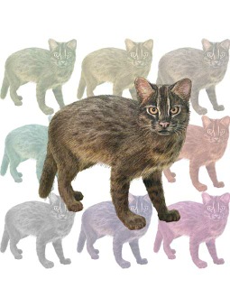 ポスカ・西表山猫／条件付フリー素材