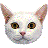 ジャパニーズボブテイル・あいこん