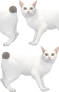 ジャパニーズボブテイルの壁紙／非営利無料イラスト