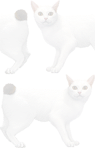 ジャパニーズボブテールの壁紙／条件付きフリー画像