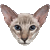 Javanese thumbnail