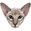 ジャバニーズ・あいこん