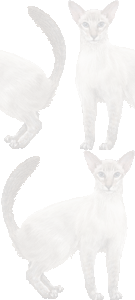 ジャバニーズの壁紙／条件付きフリー画像