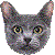 Korat thumbnail