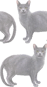 コラットの壁紙／非営利無料イラスト