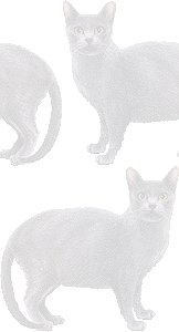 コラットの壁紙／条件付きフリー画像