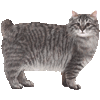 くりるあいらんどぼぶているのあいこん