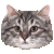 Kurilian Bobtail thumbnail