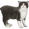 まんくすのあいこん