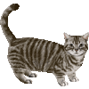 まんちかんのあいこん
