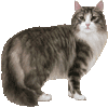 のるうぇーじゃんふぉれすときゃっとのあいこん