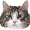 ノルウェイジャンフォレストキャット・あいこん
