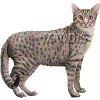オシキャットのイラスト／フリー素材（条件付）