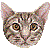 Ocicat thumbnail
