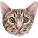 オシキャット・アイコン