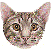 オシキャット・あいこん