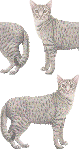 オシキャットの壁紙／非営利無料イラスト