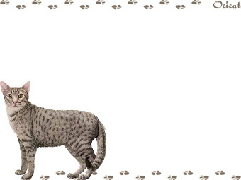 オシキャットの年賀状／非商用無料イラスト