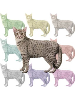 ポスカ・オシキャット／条件付フリー素材