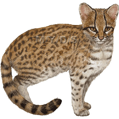 ジャガーネコ、タイガーキャットのイラスト／条件付フリー素材集