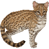 じゃがーねこのあいこん
