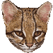 タイガーキャット・アイコン