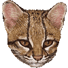 ジャガーネコ・あいこん