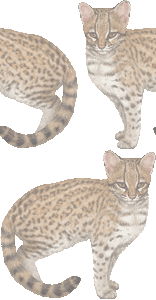 ジャガーネコの壁紙／非営利無料イラスト