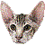 Oriental Shorthair thumbnail