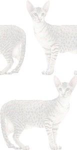 おりえんたるしょーとへやーの壁紙／条件付きフリー画像
