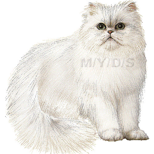 ペルシャ猫チンチラシルバーのイラスト／条件付フリー素材集