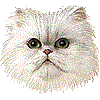 ペルシャ猫・あいこん