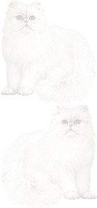 ペルシャネコの壁紙／条件付きフリー画像