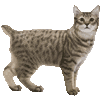 ぴくしー・ぼぶのあいこん