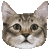 Pixie-Bob thumbnail