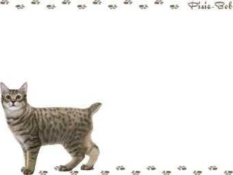 ピクシー・ボブの年賀状／非商用無料イラスト