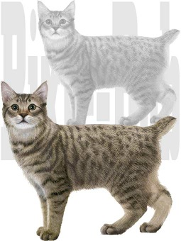 ぴくしー・ぼぶのポストカード／条件付無料素材