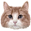 らがまふぃんのあいこん
