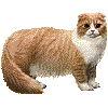 すこてぃっしゅふぉーるどろんぐへあのあいこん