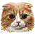 Scottish Fold Longhair thumbnail