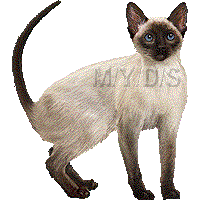シャム猫のイラスト／フリー素材（条件付）
